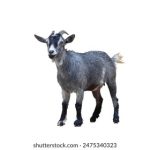 Mega888游戏攻略:新手如何快速赢钱 0r710uf