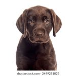 i米体育官网:全面解析体育赛事最新动态与资讯 93yo07