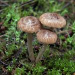 e世博娱乐的游戏种类:从经典到创新的全面解析 wfvgn8b