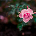 3608手机开奖结果最新查询与历史数据分析 9jbaz3