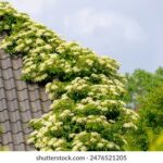 359期历史开奖结果查询与完整数据统计分析 omhz8nnqc